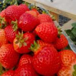 Fukuoka: Strawberry Picking, Koiki Shrine & Yanagawa Tour - Practical Insights and Tips