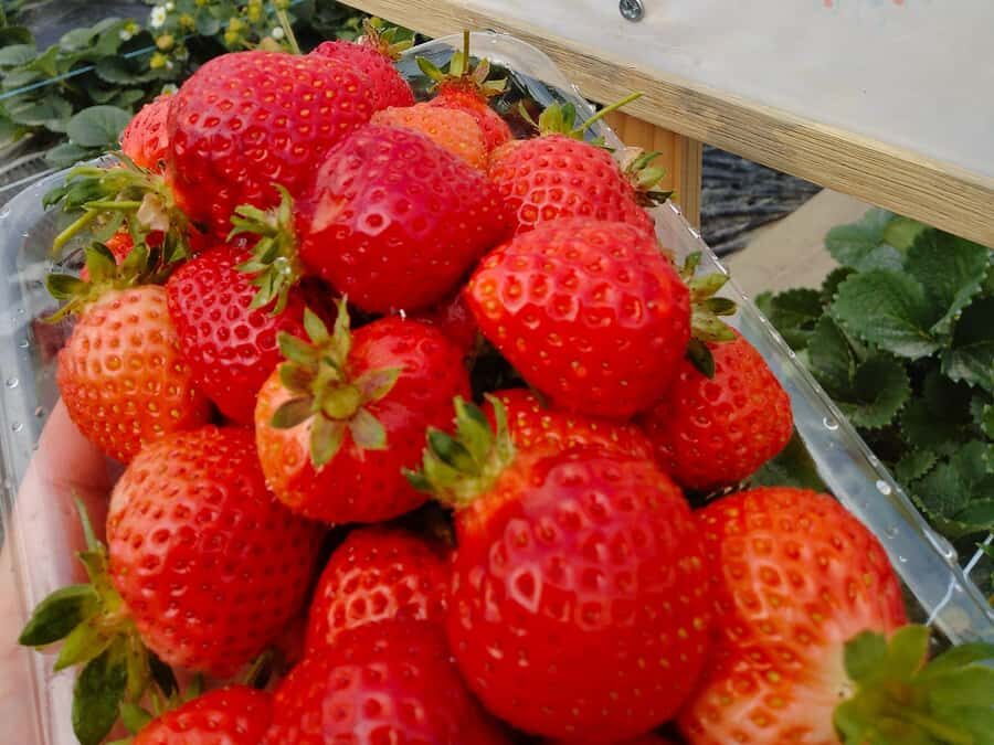 Fukuoka: Strawberry Picking, Koiki Shrine & Yanagawa Tour - Practical Insights and Tips
