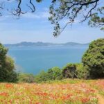 Fukuoka:Nokonoshima Island Day Trip with Tour Guide& Driver - A Closer Look at the Journey to Nokonoshima Island