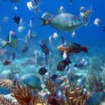 Full Day Catalina Island and Cap Cana Snorkel Tour - Who Would Love This Tour?
