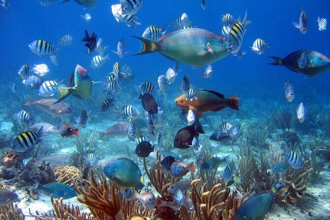 Full Day Catalina Island and Cap Cana Snorkel Tour - Who Would Love This Tour?