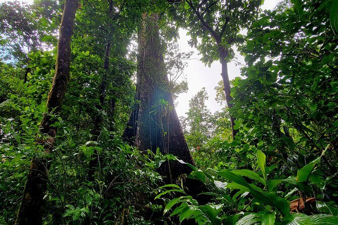 Full Day Hike Tour from Dominica - Who Is This Tour Perfect For?