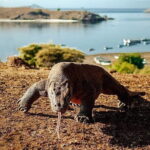 Full Day Komodo Tour With Hey Bali Info Visit 6 Spot - The Boat and Comfort Level