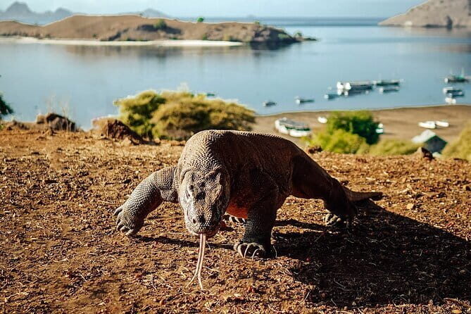 Full Day Komodo Tour With Hey Bali Info Visit 6 Spot - The Boat and Comfort Level
