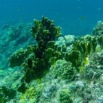 Full Day Private Boat Tour to the Lagoon of Guadeloupe - Pricing and Value