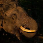 Full Day Safari Tour Yala - In-Depth Breakdown of the Itinerary