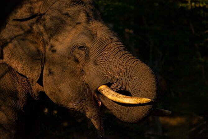 Full Day Safari Tour Yala - In-Depth Breakdown of the Itinerary