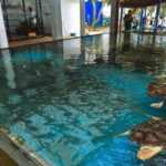 Galle Coastal Heritage & Culture Tour from Colombo - Connecting with Local Life: Tsunami Village and Traditional Fishermen