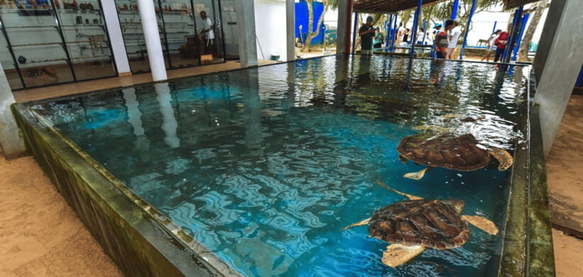 Galle Coastal Heritage & Culture Tour from Colombo - Connecting with Local Life: Tsunami Village and Traditional Fishermen