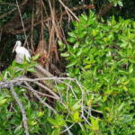 Galle Day Trip with River Safari, Sea Turtles & Tea Factory - Wildlife Encounters: Turtle Conservation & Mangrove Safari