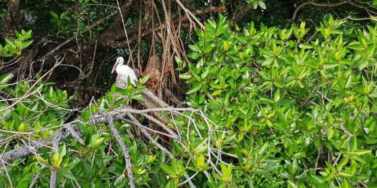 Galle Day Trip with River Safari, Sea Turtles & Tea Factory - Wildlife Encounters: Turtle Conservation & Mangrove Safari