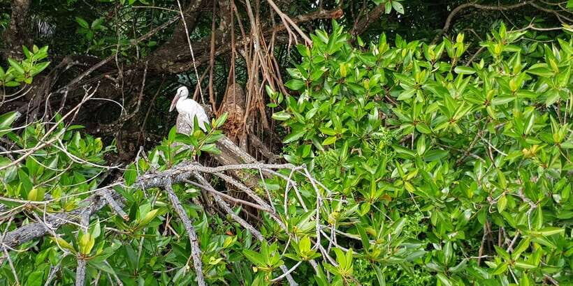 Galle Day Trip with River Safari, Sea Turtles & Tea Factory - Wildlife Encounters: Turtle Conservation & Mangrove Safari