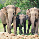 Galle/Hikkaduwa/Bentota/Kosgoda: Yala National Park Safari - The Itinerary Breakdown