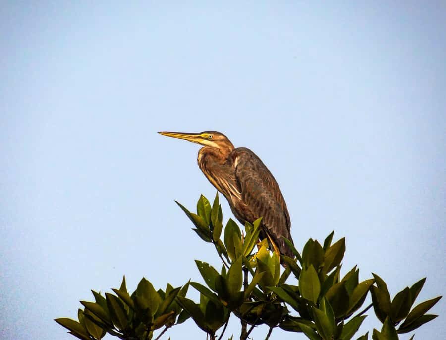 Galle: Mangrove Nature Walk with Local Guide - The Itinerary in Detail