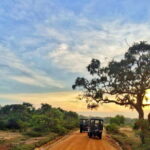 Galle or Mirissa: Private Yala Safari with Lunch at Campsite - What Makes This Tour Stand Out?