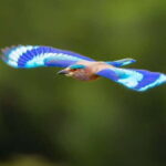 Galle to Udawalawe: Sinharaja Birdwatching Tour with Lunch - The Value of This Tour