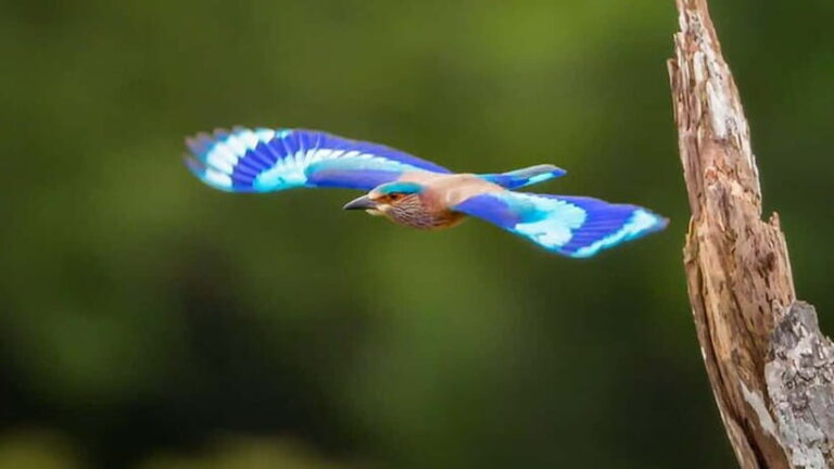 Galle to Udawalawe: Sinharaja Birdwatching Tour with Lunch - The Value of This Tour