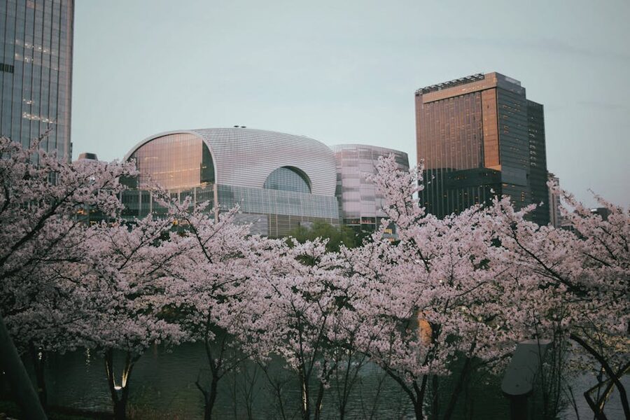 Seoul skyline with cherry blossoms in spring