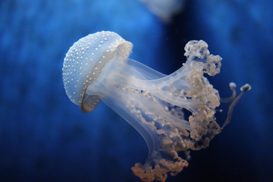 Jellyfish swimming in a tank at the Aquarium of Genoa