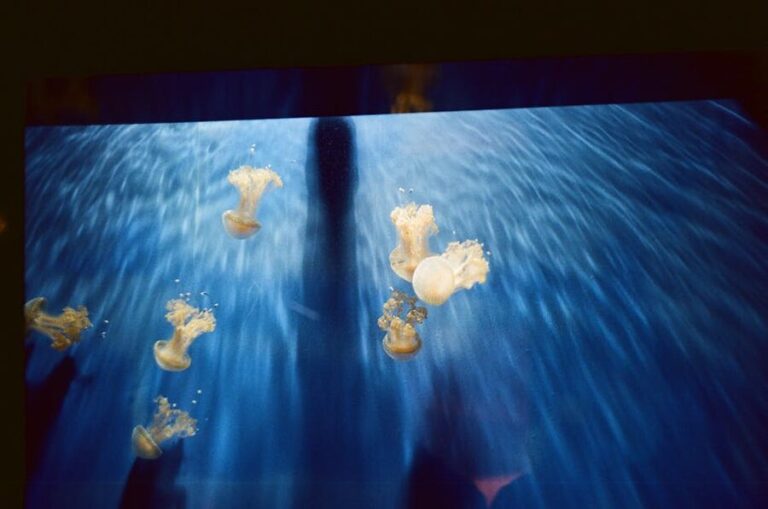 How to Book Genoa Aquarium Tickets