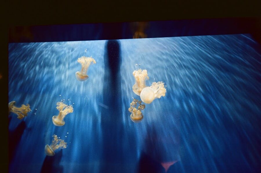 Jellyfish in a backlit tank at the Genoa Aquarium