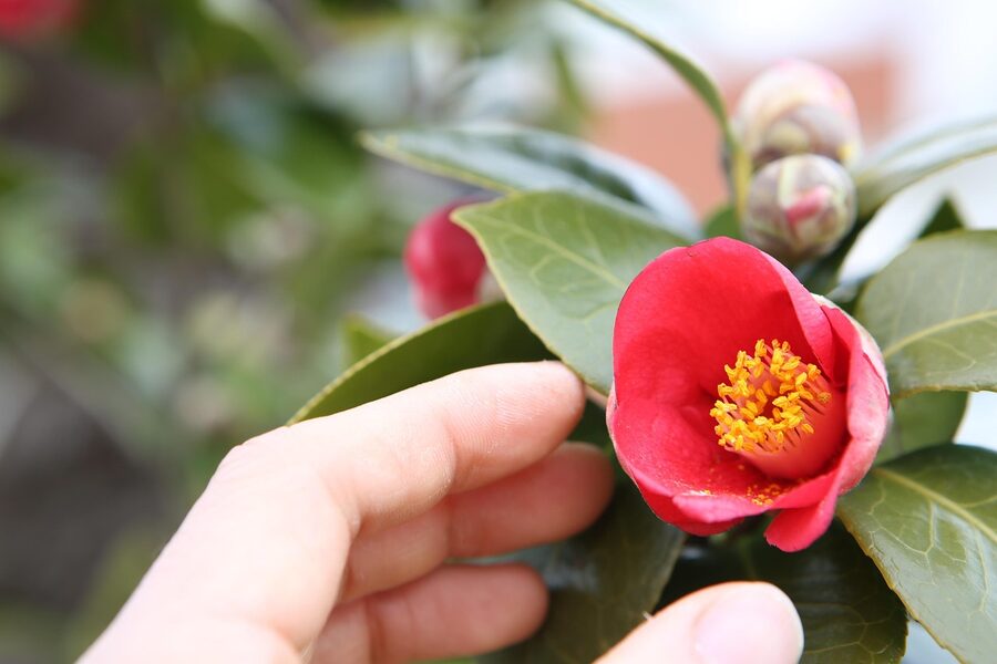 Camellia flower in bloom on Geoje Island