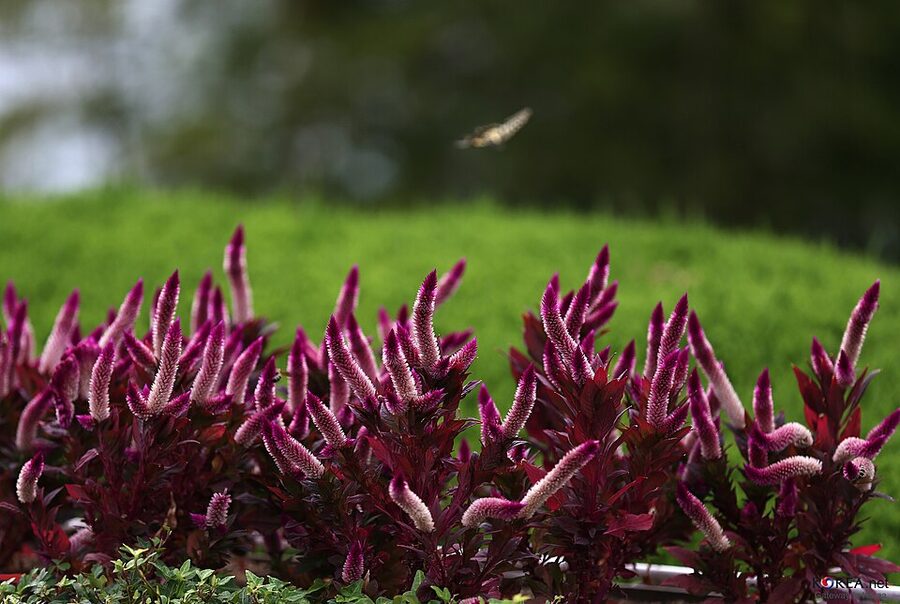Flowering plants and beds at Oedo Botania