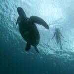 GILI T : PRIVATE SNORKELING TRIP 5 HOURS 3 GILI - What Makes This Trip Stand Out?