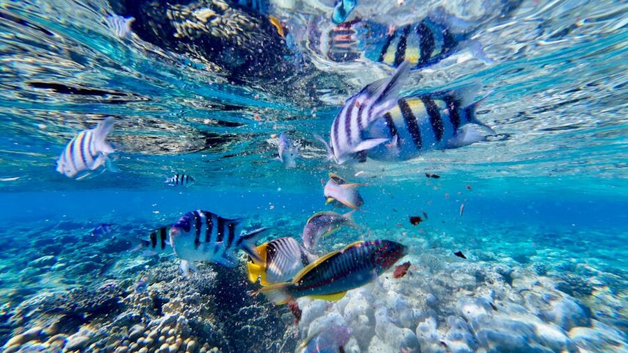 lively coral reef with schools of tropical fish swimming around it