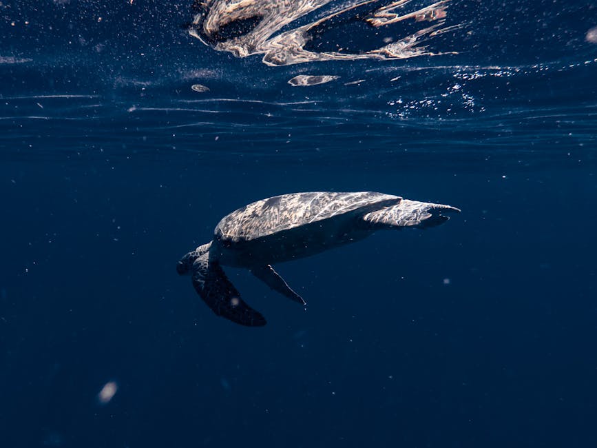 Close-up of a sea turtle gracefully swimming underwater in Indonesia