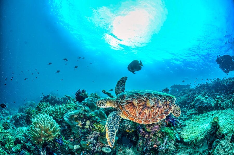 Hawksbill sea turtle swimming above a colourful tropical coral reef
