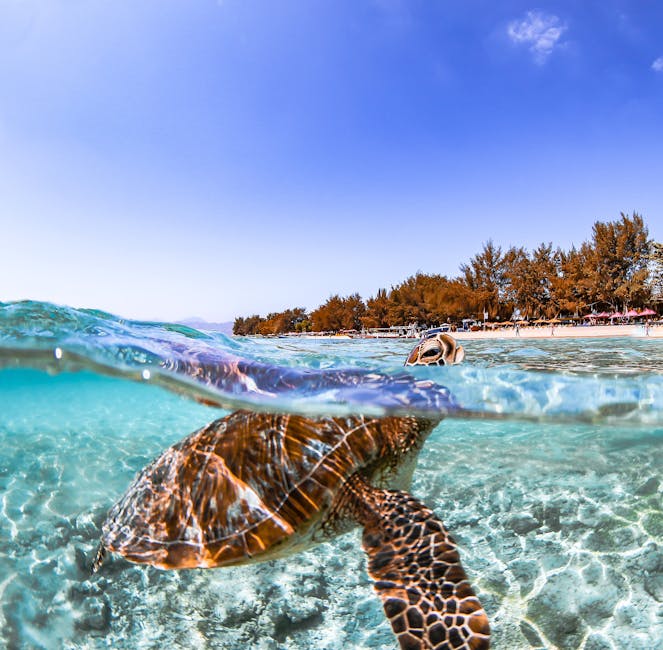 A sea turtle swimming near a tropical beach in West Nusa Tenggara Indonesia