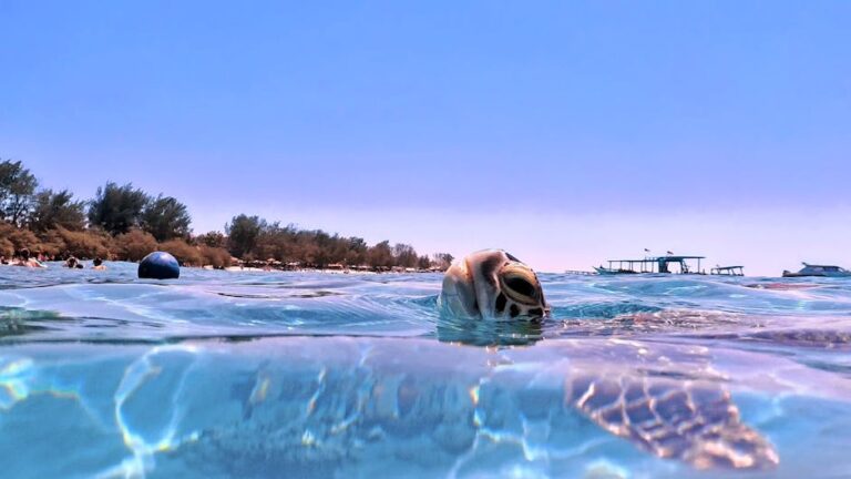 Sea turtle swimming near the surface with traditional boats and shoreline in the background