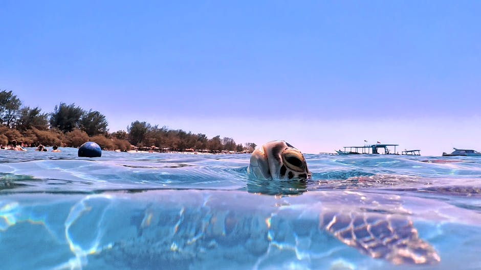 Sea turtle swimming near the surface with traditional boats and shoreline in the background