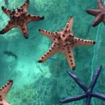 Glass Bottom Boat Water Activity in Montego Bay Jamaica - Who Will Love This Tour?