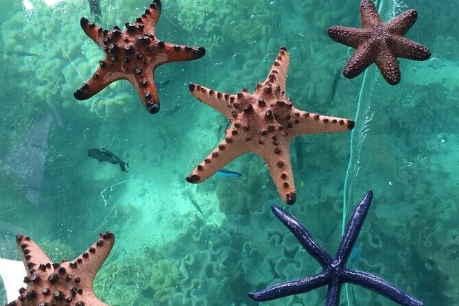 Glass Bottom Boat Water Activity in Montego Bay Jamaica - Who Will Love This Tour?  