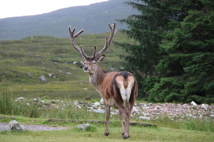 Red deer stag in Glencoe Highlands