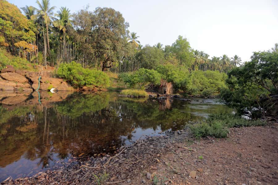 Goa: Relax by the Riverside Forest Day Out with Goan Cuisine - Who Should Consider this Experience?