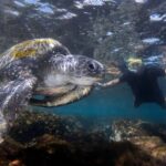 Gold Coast: Cook Island Marine Reserve Scuba Experience Dive - Final Thoughts: Who Will Love This Experience?