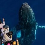 Gold Coast: Premium Whale Watching Cruise - Overall Experience and What to Expect