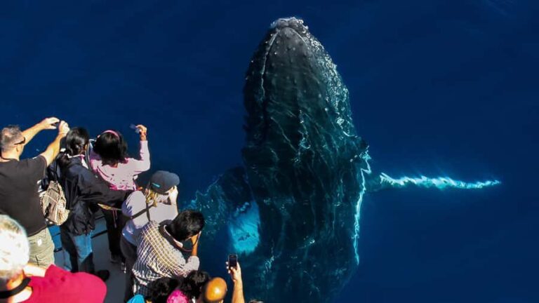 Gold Coast: Premium Whale Watching Cruise - Overall Experience and What to Expect