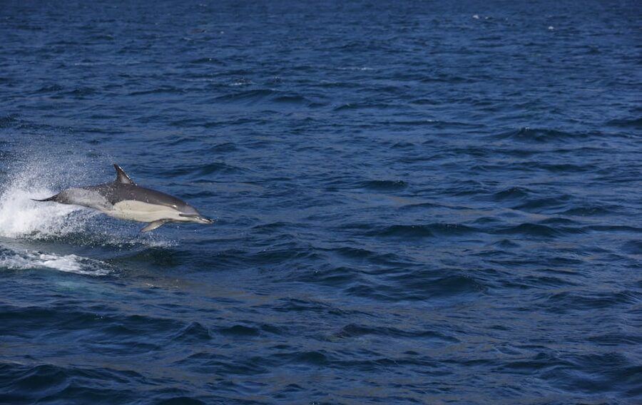 Bottlenose dolphin jumping out of blue ocean water in the sun