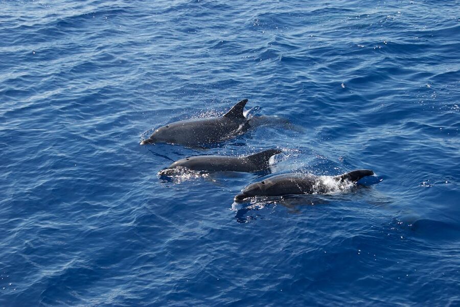 Bottlenose dolphins swimming in deep blue Atlantic water