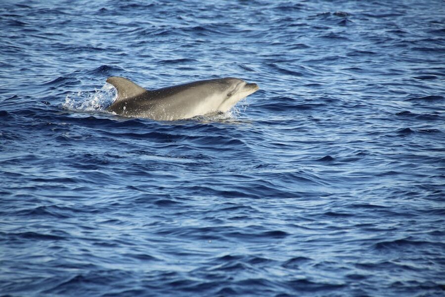 Bottlenose dolphin gliding on a clear ocean surface