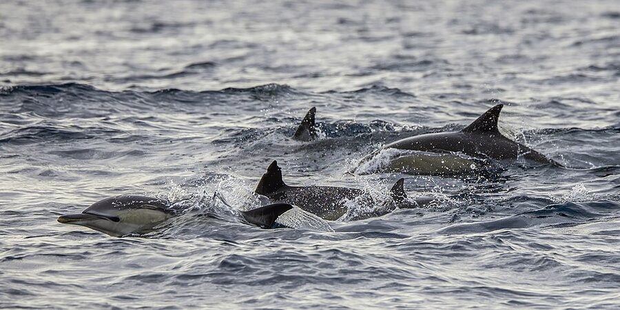 Common dolphins Delphinus delphis swimming together in Atlantic