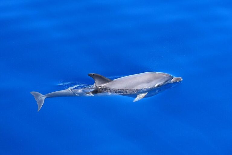How to Book a Gran Canaria Catamaran and Dolphin Watching Cruise