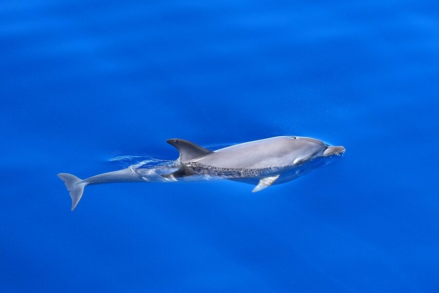 Bottlenose dolphin on glassy water surface off Gran Canaria