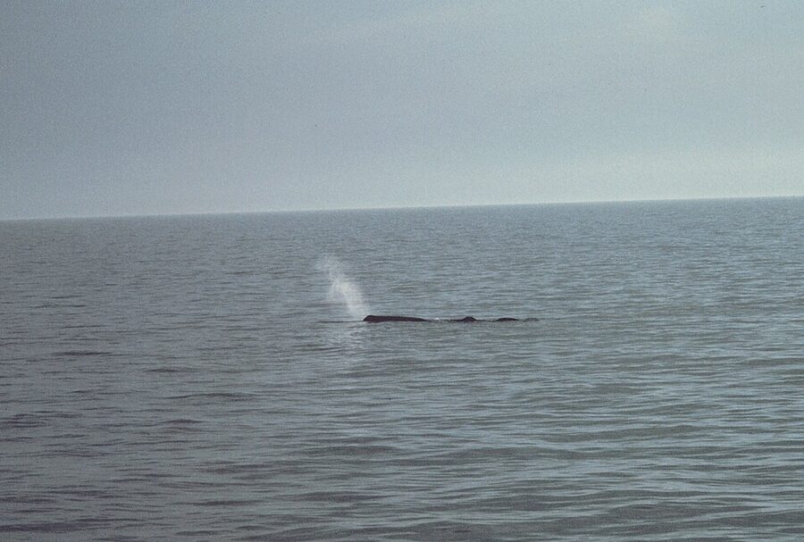 Sperm whale blowing forward angled spout above ocean surface