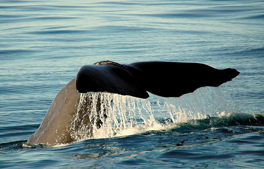Sperm whale fluke before deep dive in Atlantic waters