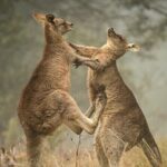 Great Ocean Road 12 Apostles Tour - Less crowd more highlights - Final Thoughts — Who Should Consider This Tour?